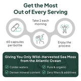 Organics Ocean Wild Crafted Sea Moss Capsules with sea moss background