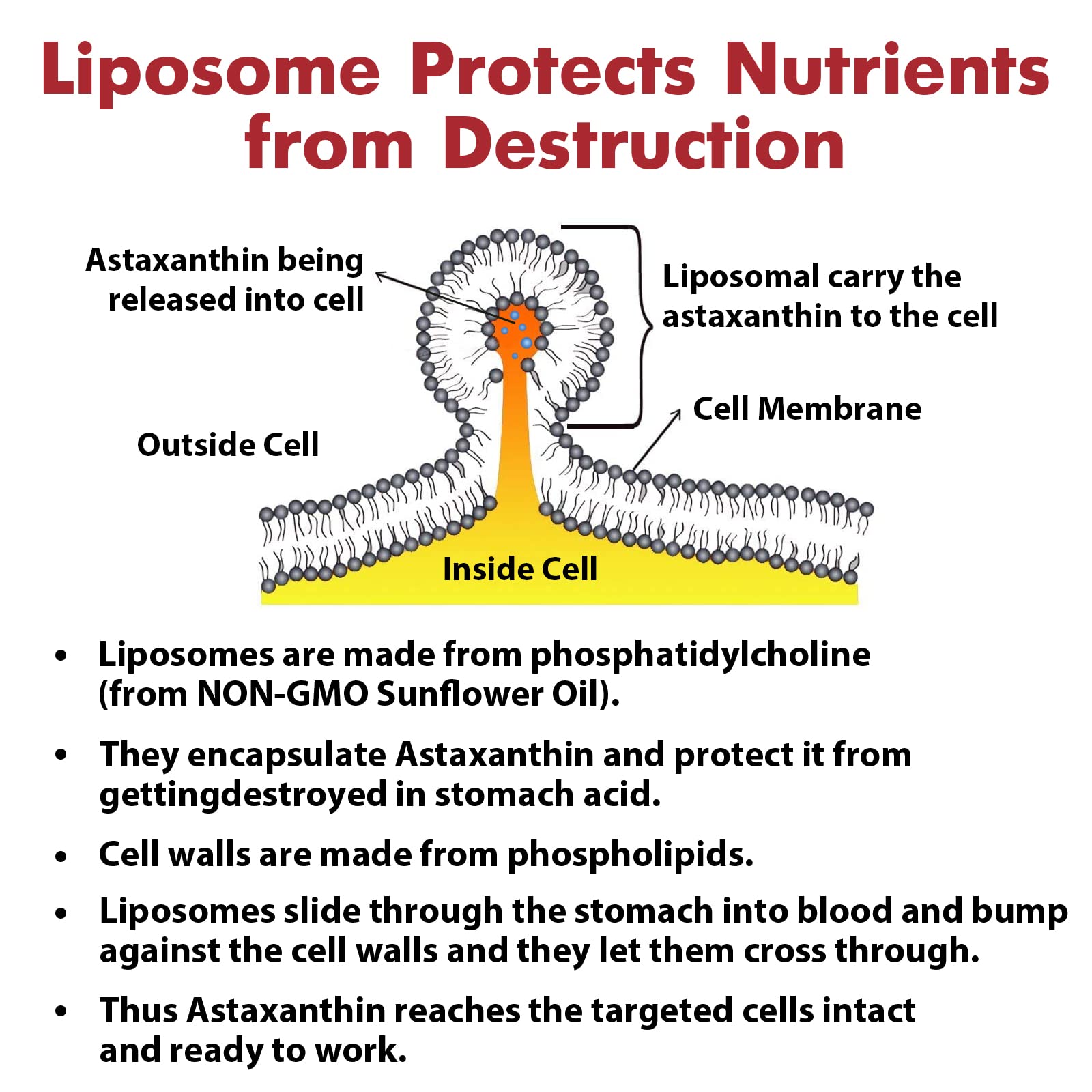 Osasuna Liposomal Astaxanthin 24 mg softgel with measuring spoon