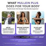 Oxygen Nutrition Mullein Plus packaging
