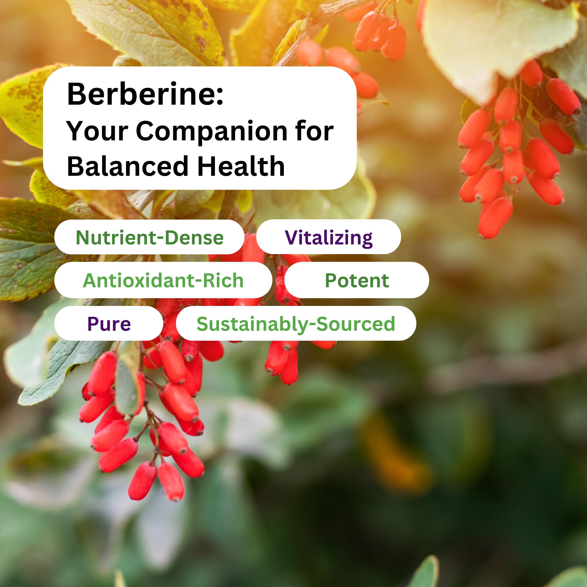 Paradise Herbs Berberine HCL Herbal Supplement 60 Capsules on a wooden table
