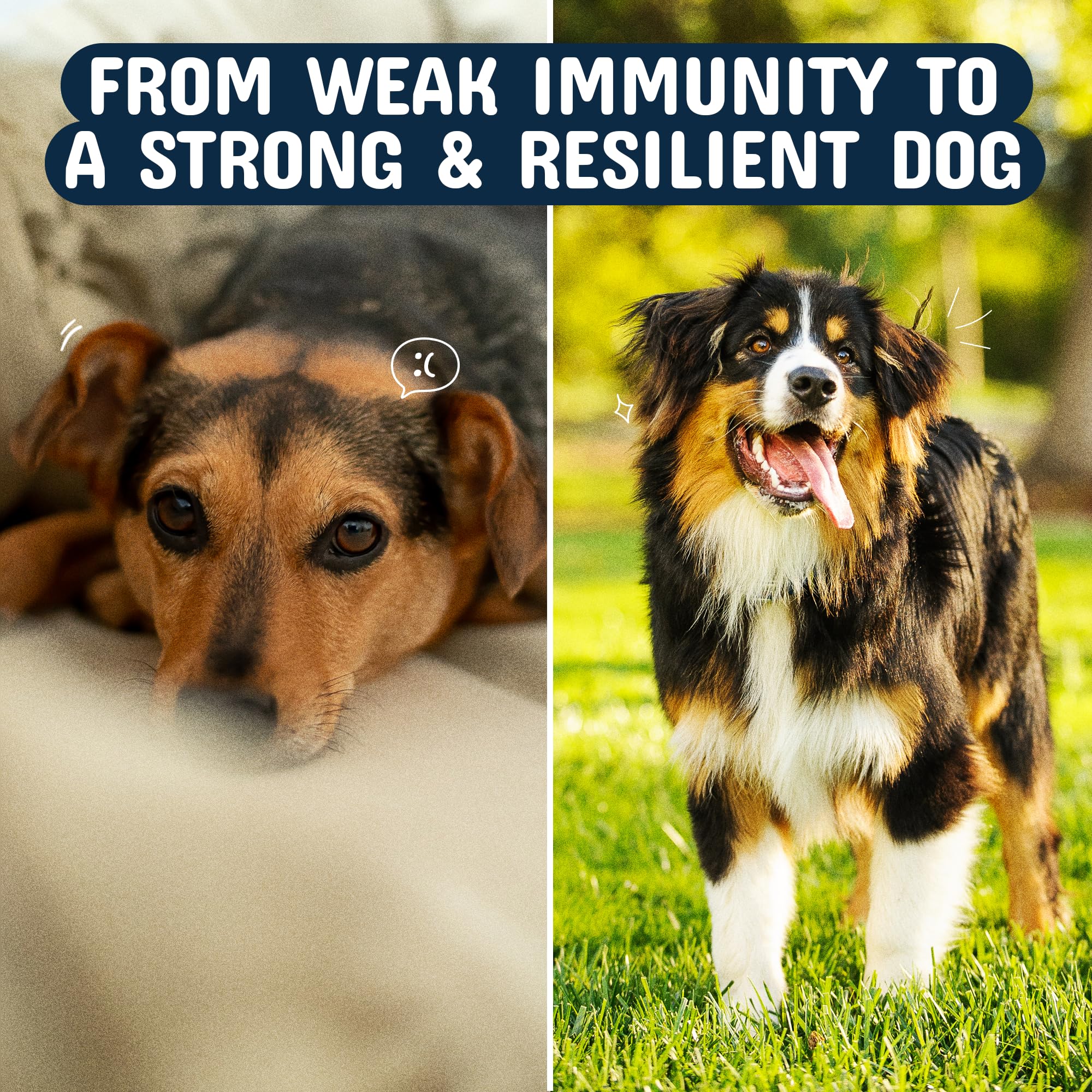 Pets Are Kids Too Mushroom Supplement for Dogs back view