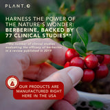 PLANT.O NUTRITION Berberine HCl 1250mg Capsules on a wooden table