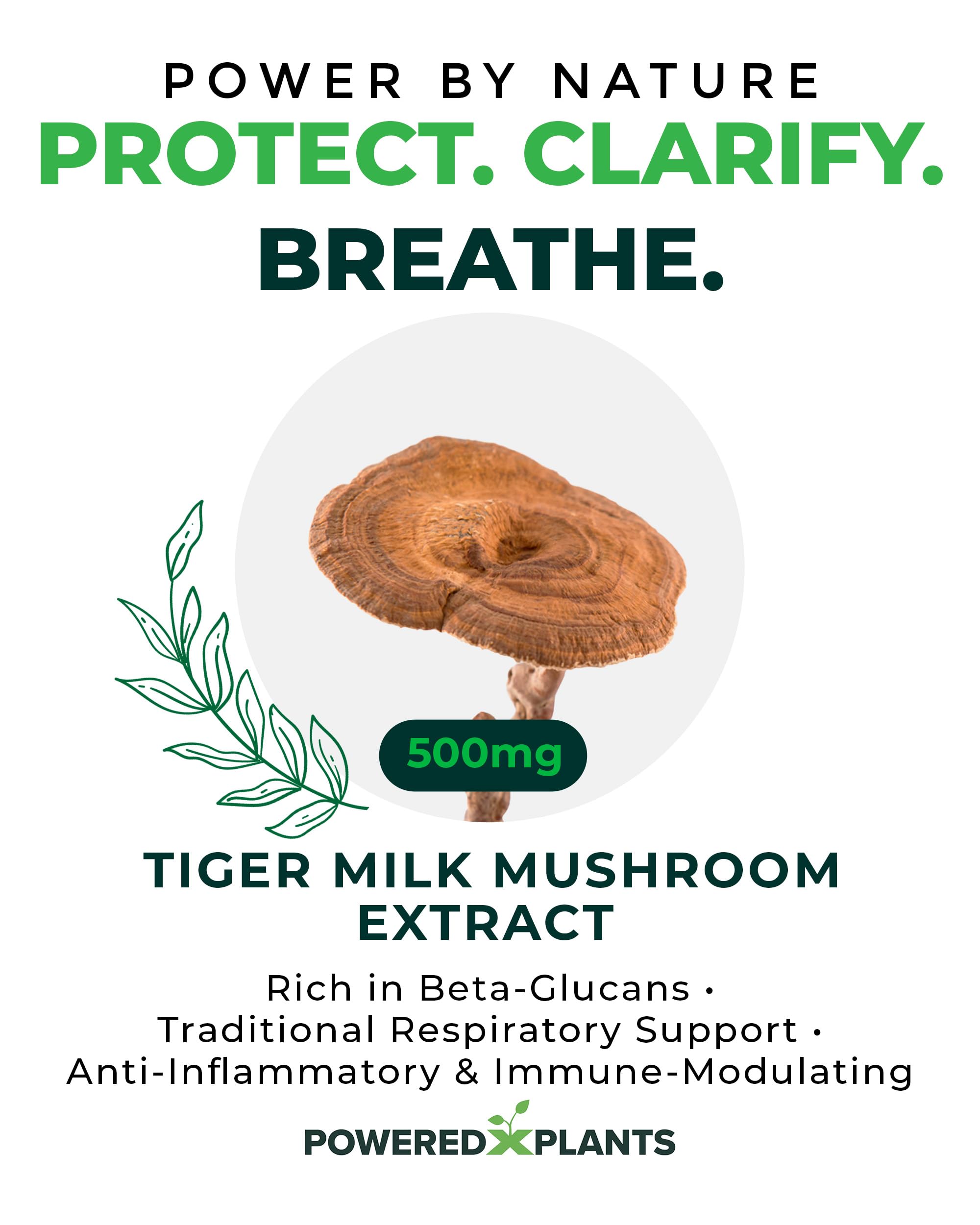 POWERED X PLANTS Tiger Milk Mushroom Capsules on a wooden table