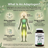 PRISTINE'S Astragalus Root Extract 1000mg capsules in a health setting