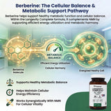 PRISTINE'S Longevity Complete supplement bottle with capsules