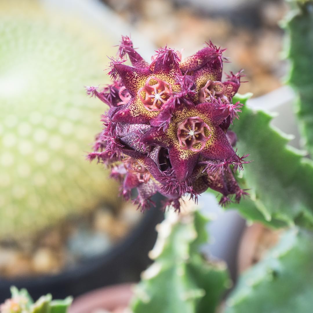 PURE ORIGINAL INGREDIENTS Caralluma Fimbriata Capsules close-up