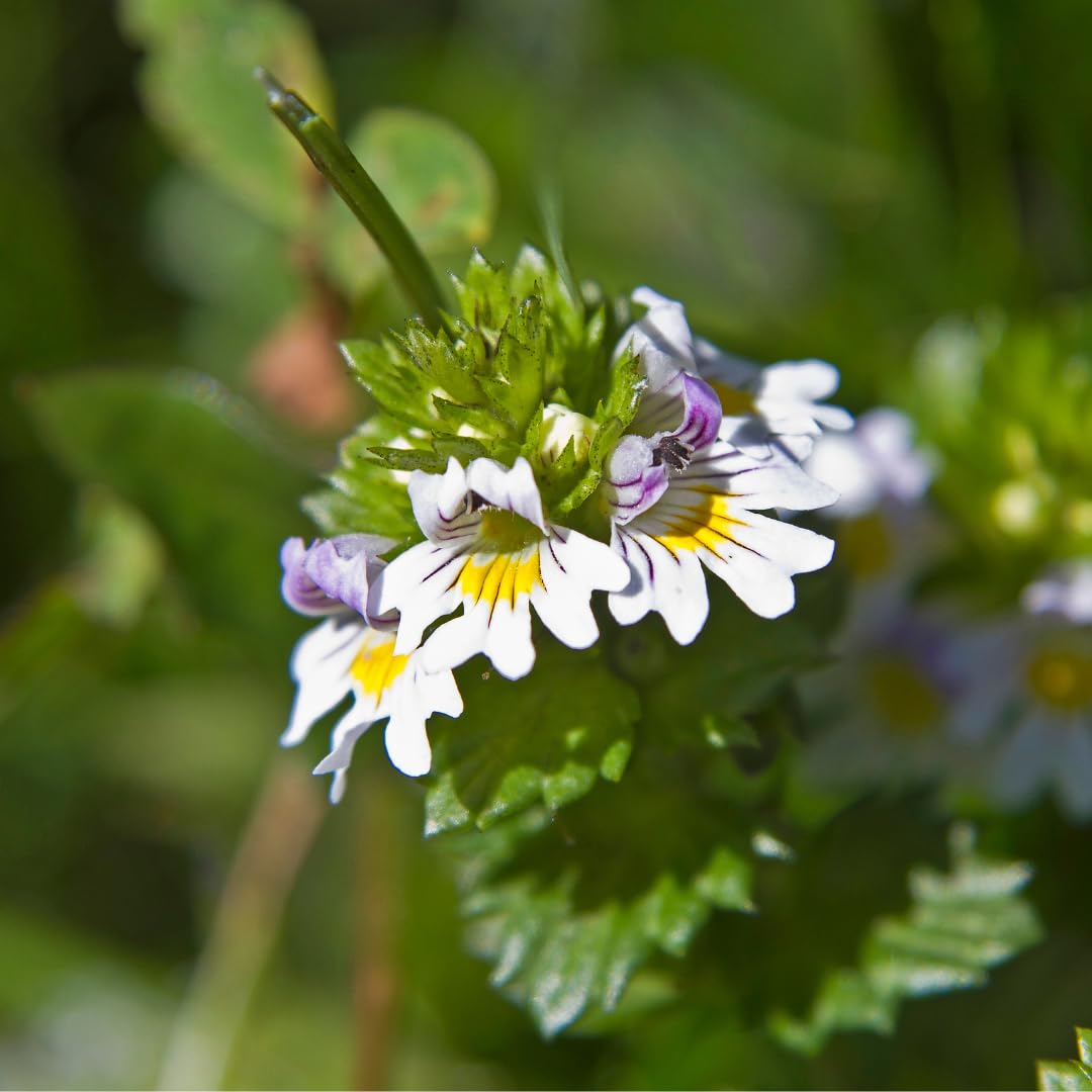 PURE ORIGINAL INGREDIENTS Eyebright Capsules on a wooden surface