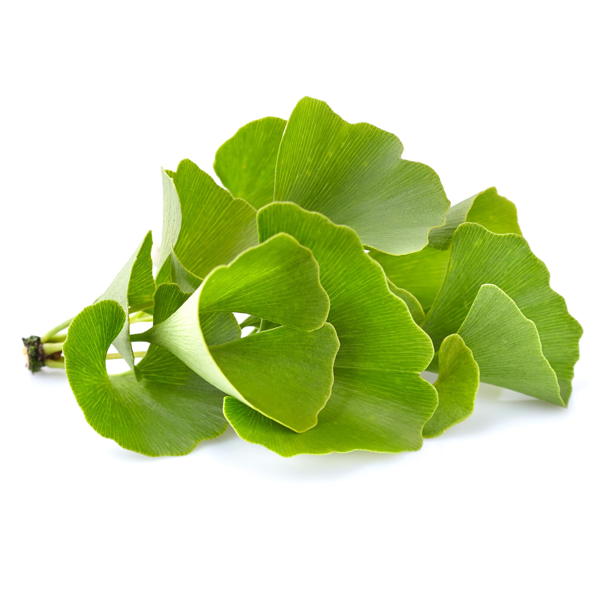 PURE ORIGINAL INGREDIENTS Ginkgo Biloba Powder lifestyle scene