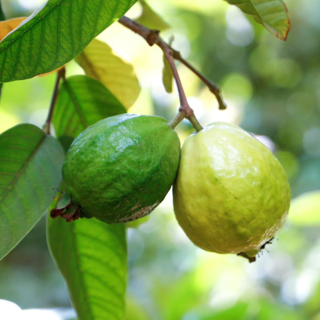 PURE ORIGINAL INGREDIENTS Guava Leaf Extract Powder ingredients list