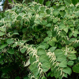 PURE ORIGINAL INGREDIENTS Japanese Knotweed Powder scoop