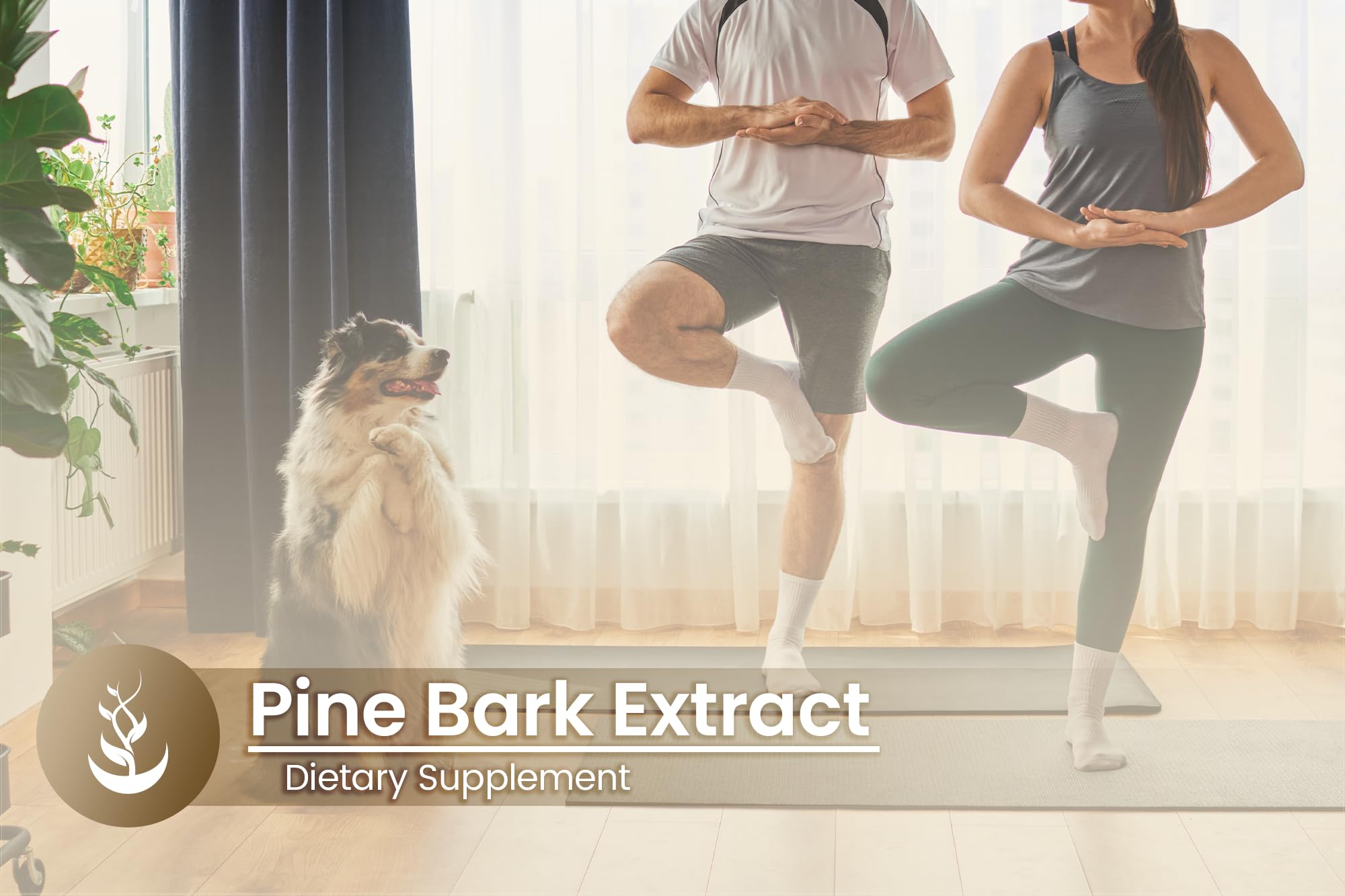 PURE ORIGINAL INGREDIENTS Pine Bark Extract Capsules on a wooden table