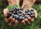 PURE ORIGINAL INGREDIENTS Resveratrol Capsules with natural background
