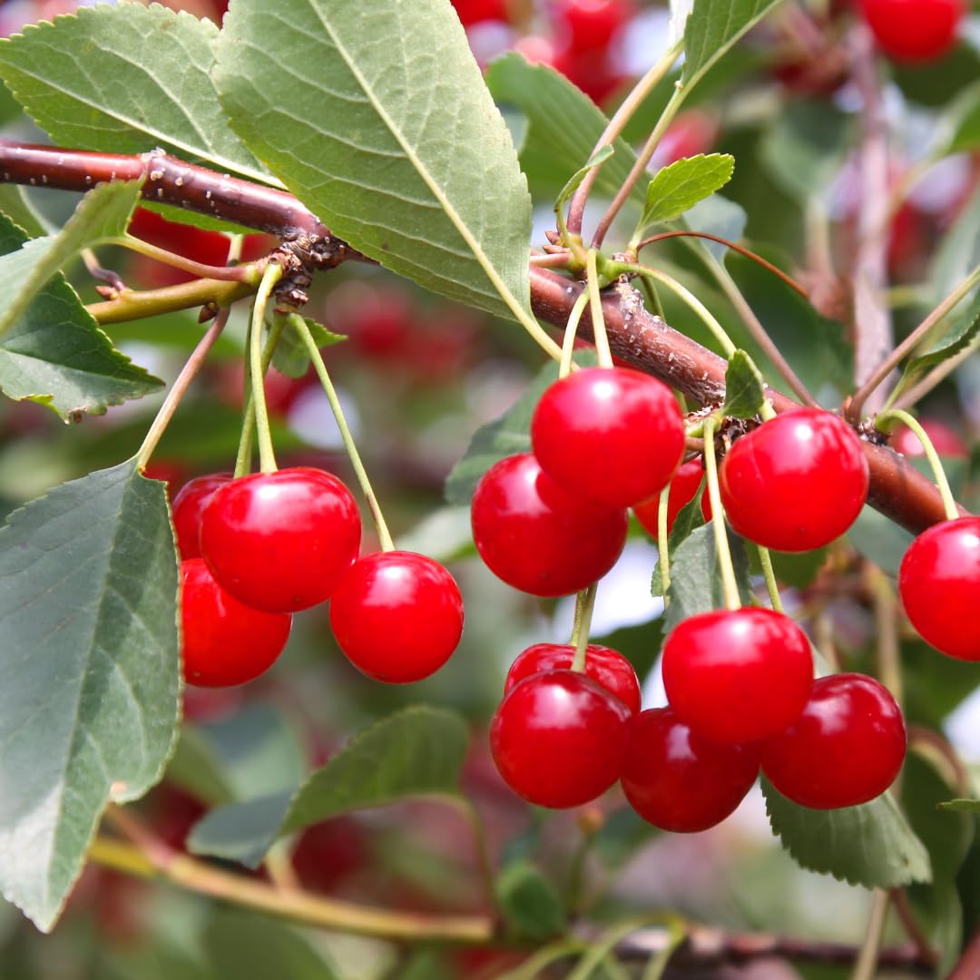PURE ORIGINAL INGREDIENTS Tart Cherry Extract Powder with a scoop