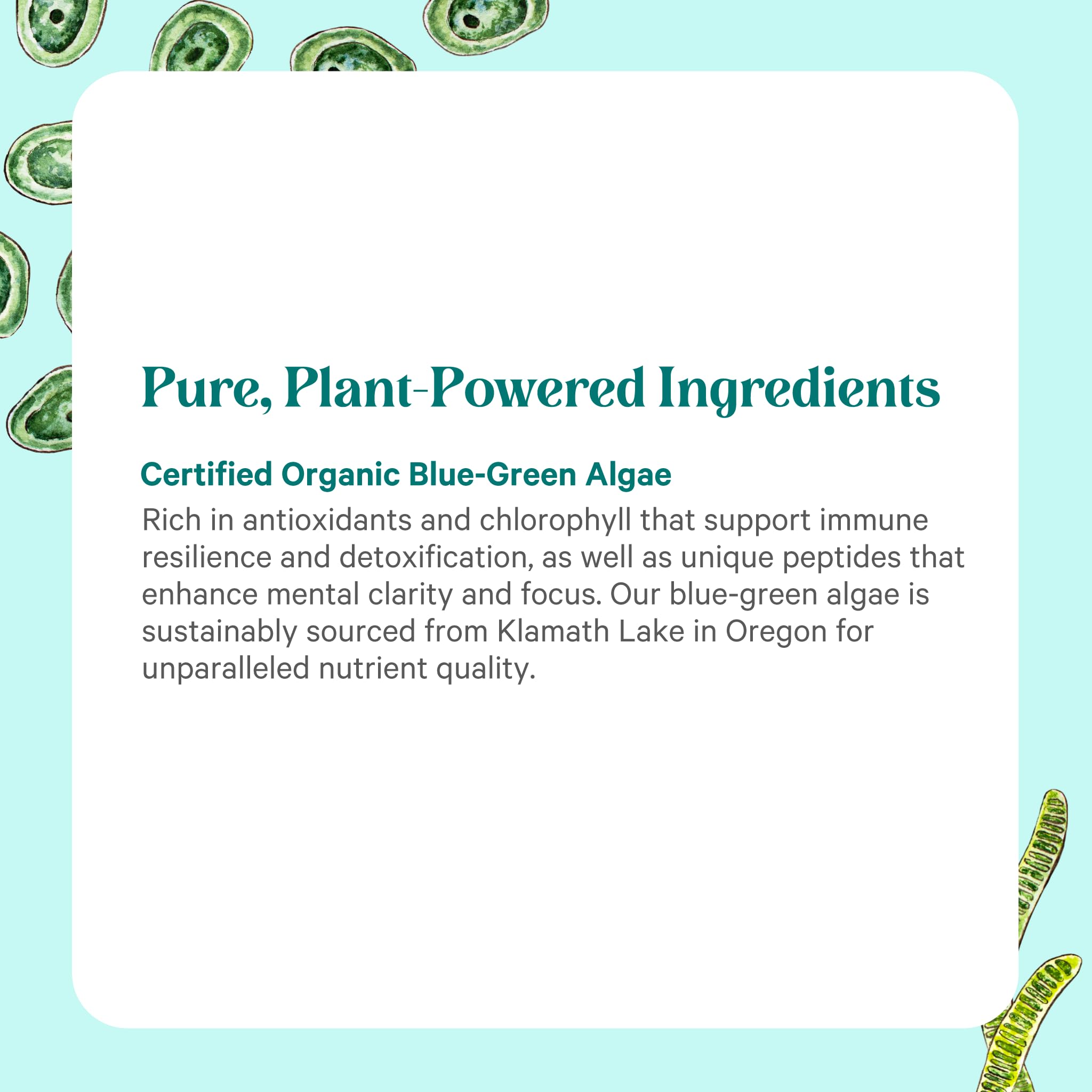 PURE SYNERGY Organic Blue Green Algae Capsules bottle with a natural background