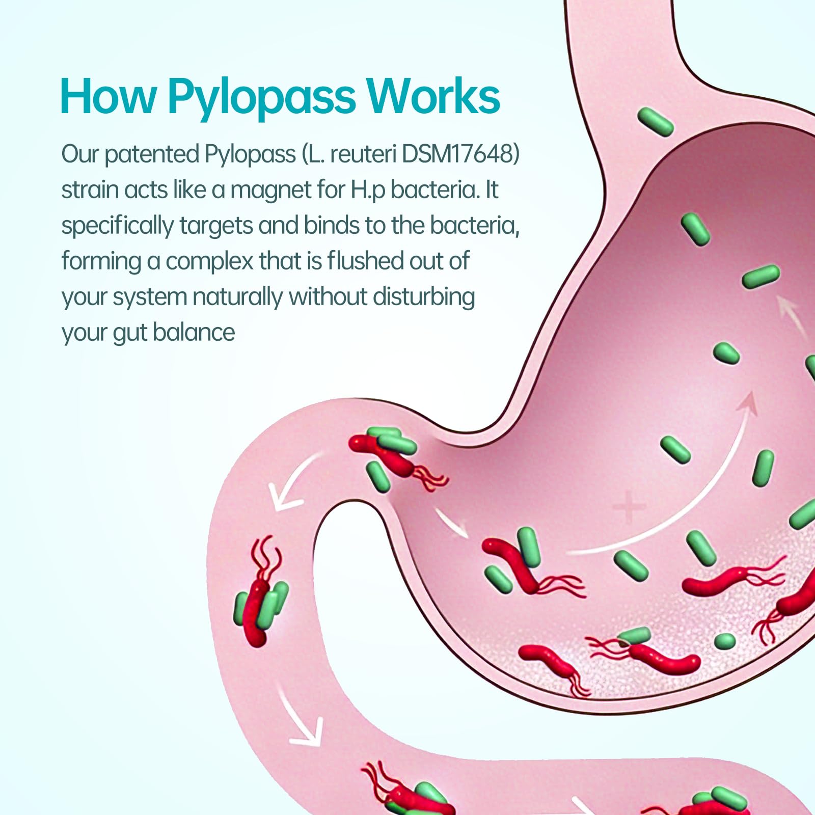 purmeo Probiotic Supplement in a lifestyle setting