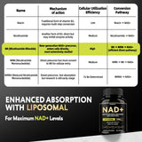 Qmiozzy NAD+ Resveratrol Supplement back view with ingredient list