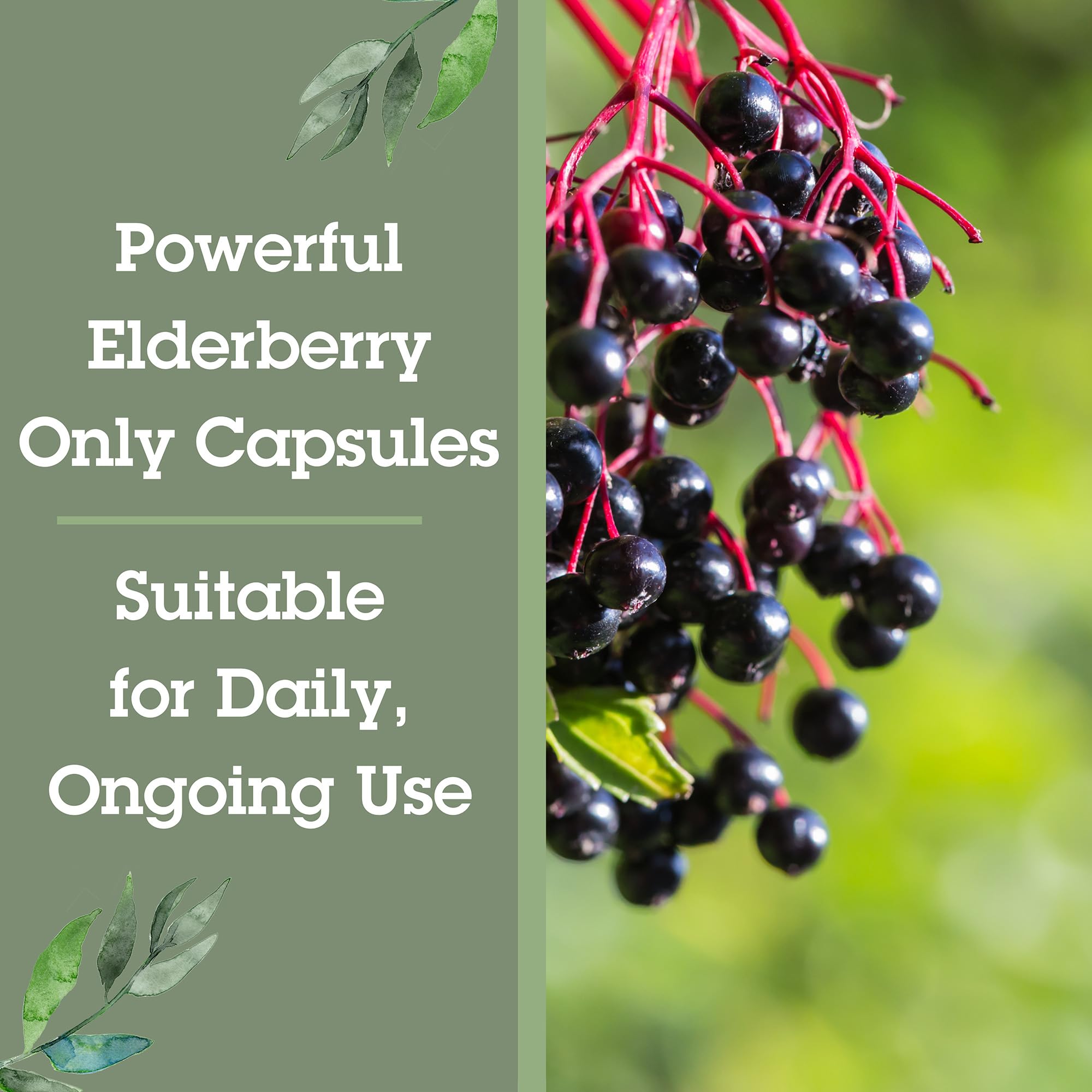 Quantum Elderberry Capsules 400mg on a wooden table