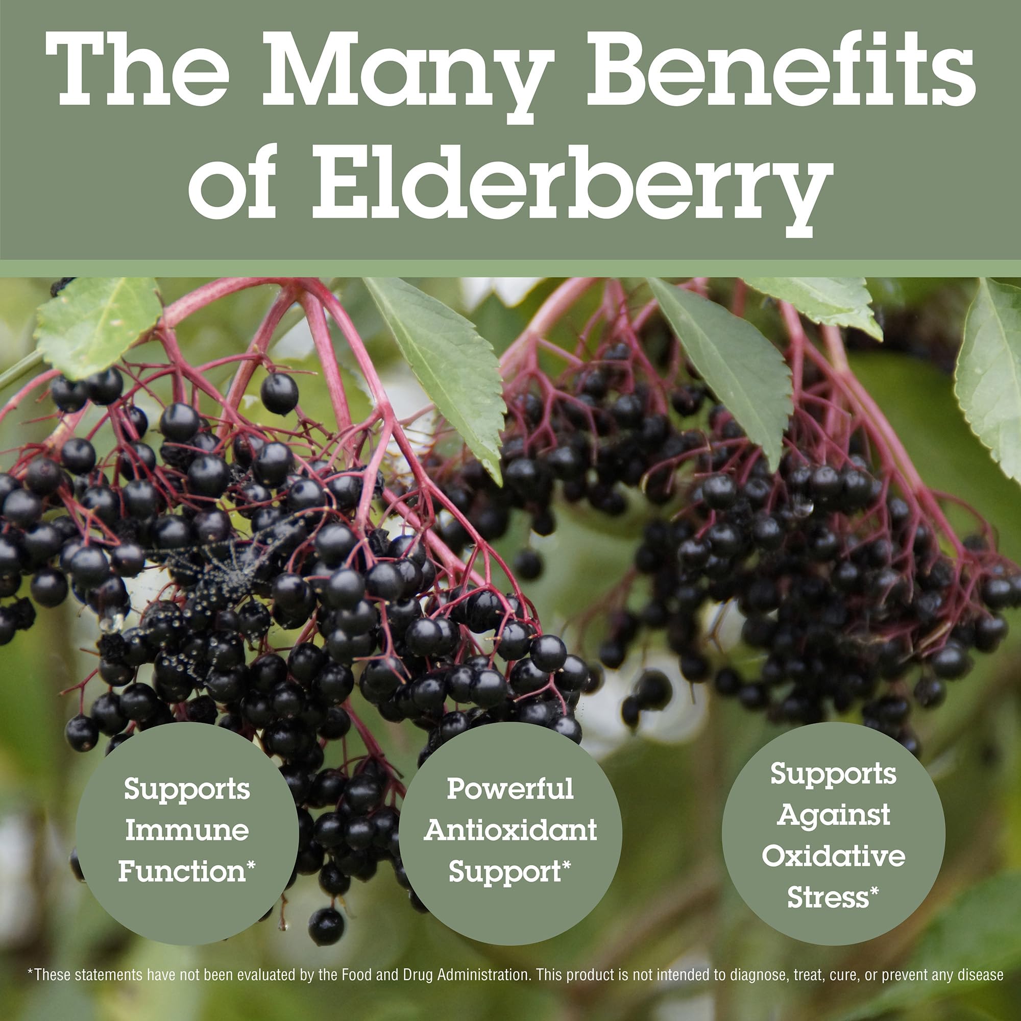 Quantum Elderberry Capsules 400mg open bottle