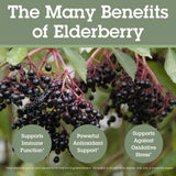 Quantum Elderberry Capsules 400mg open bottle