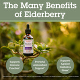 Quantum Elderberry Extract 700mg bottle side view