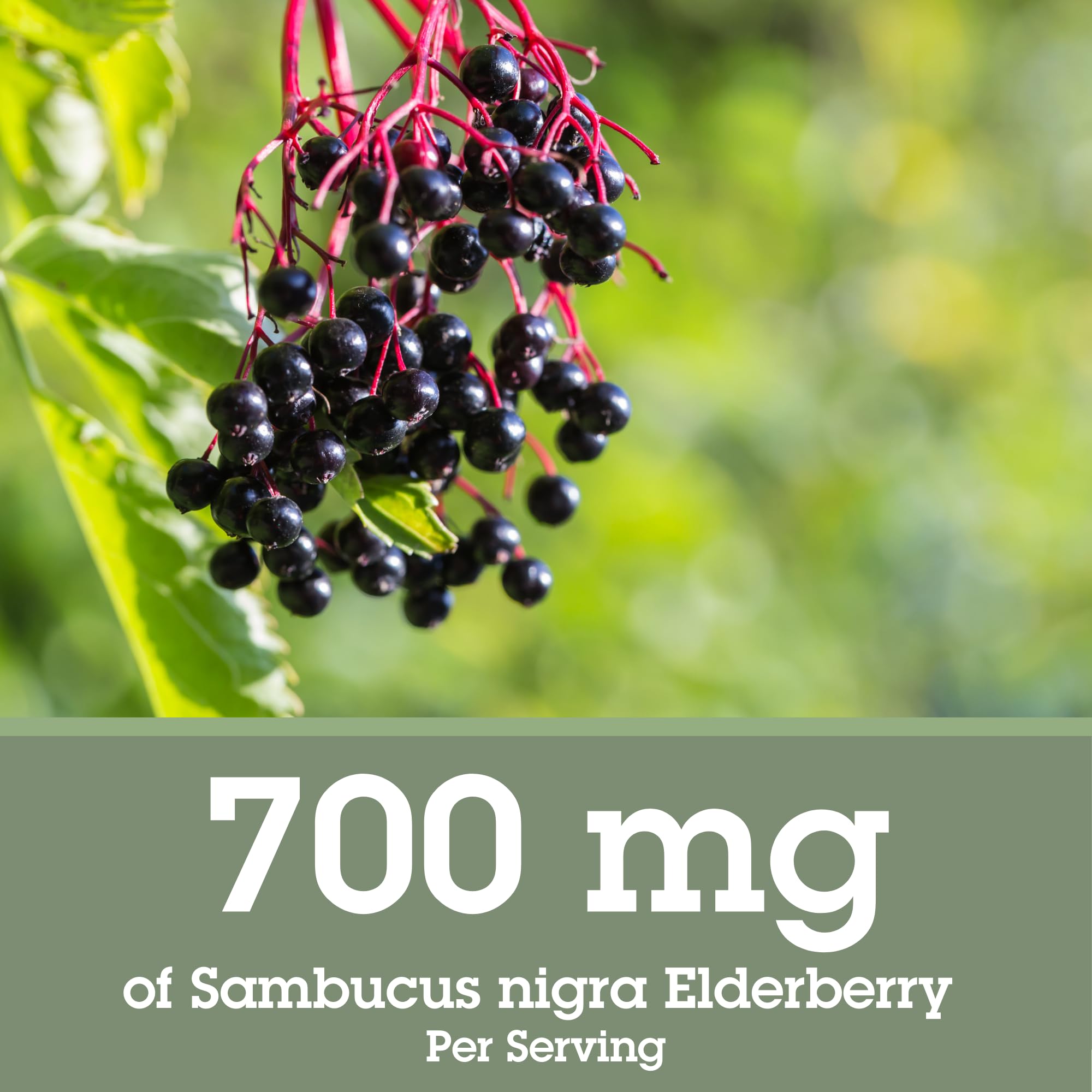 Quantum Elderberry Extract 700mg dropper full
