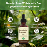 QYGCHUSIN Echinacea Lymphatic Drainage Drops 2 fl oz bottle