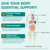 QZFICNJY Echinacea Lymphatic Drainage Capsules with measuring spoon