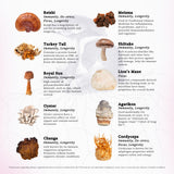Rainbo 11:11 Mushroom Tincture with mushrooms background