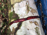 Rainforest Pharmacy Sangre de Drago Liquid Sap in a glass of water