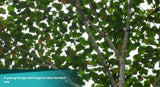 Rainforest Pharmacy Sangre de Drago Liquid Sap packaging details