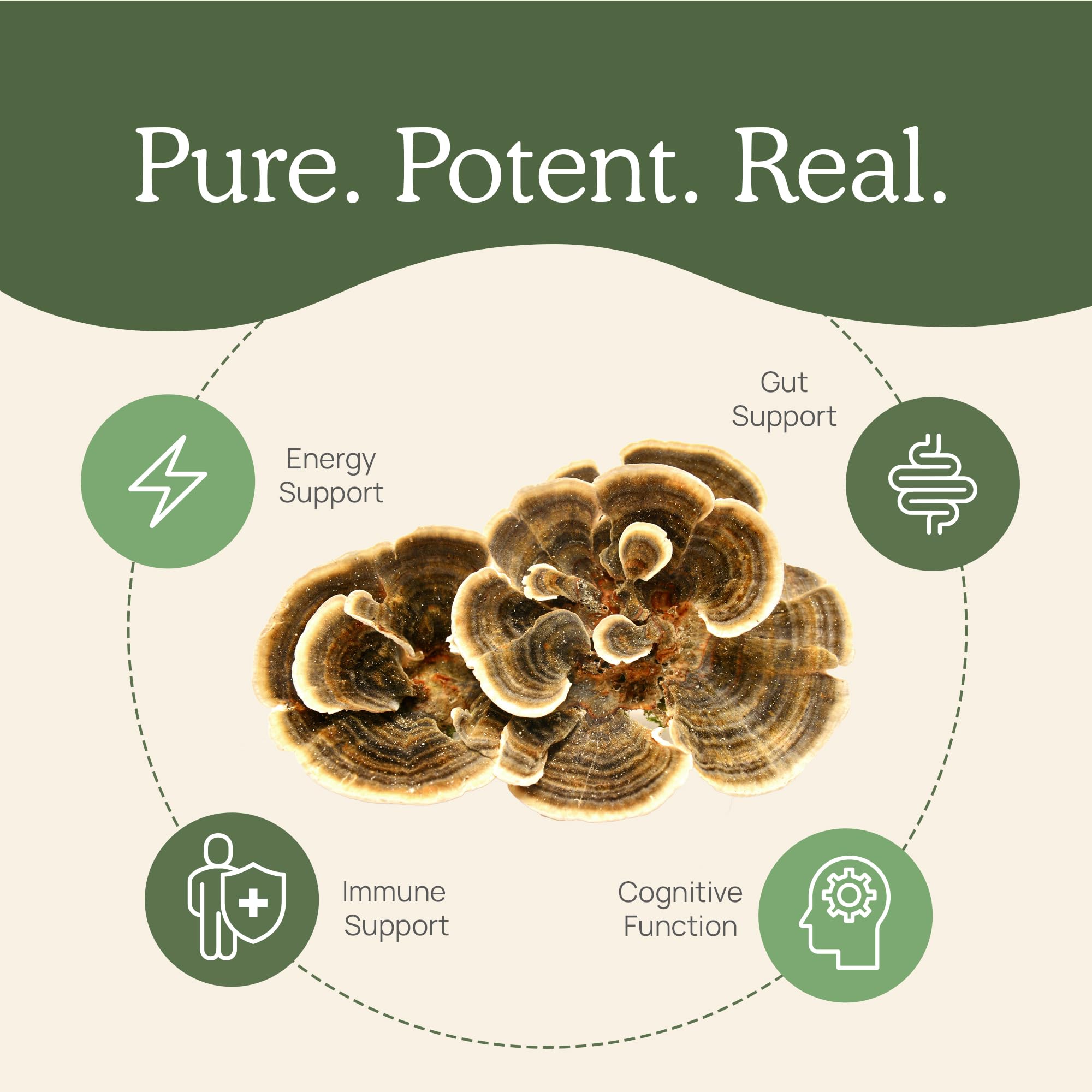 Real Mushrooms Turkey Tail Mushroom Extract 45g in a cup of tea