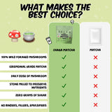 Reishi Cacao Hot Chocolate packet with organic cacao