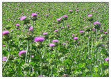 Resealable stand-up pouch of Milk Thistle Seed