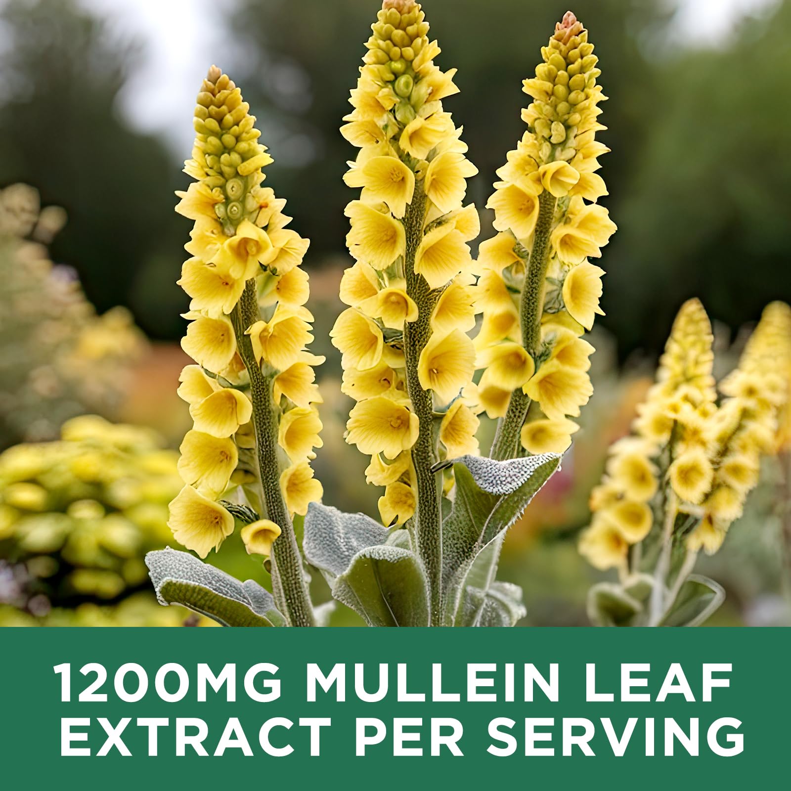 ReviNutra Mullein Leaf Drops 1200mg label close-up