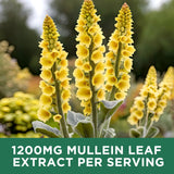 ReviNutra Mullein Leaf Drops 1200mg label close-up