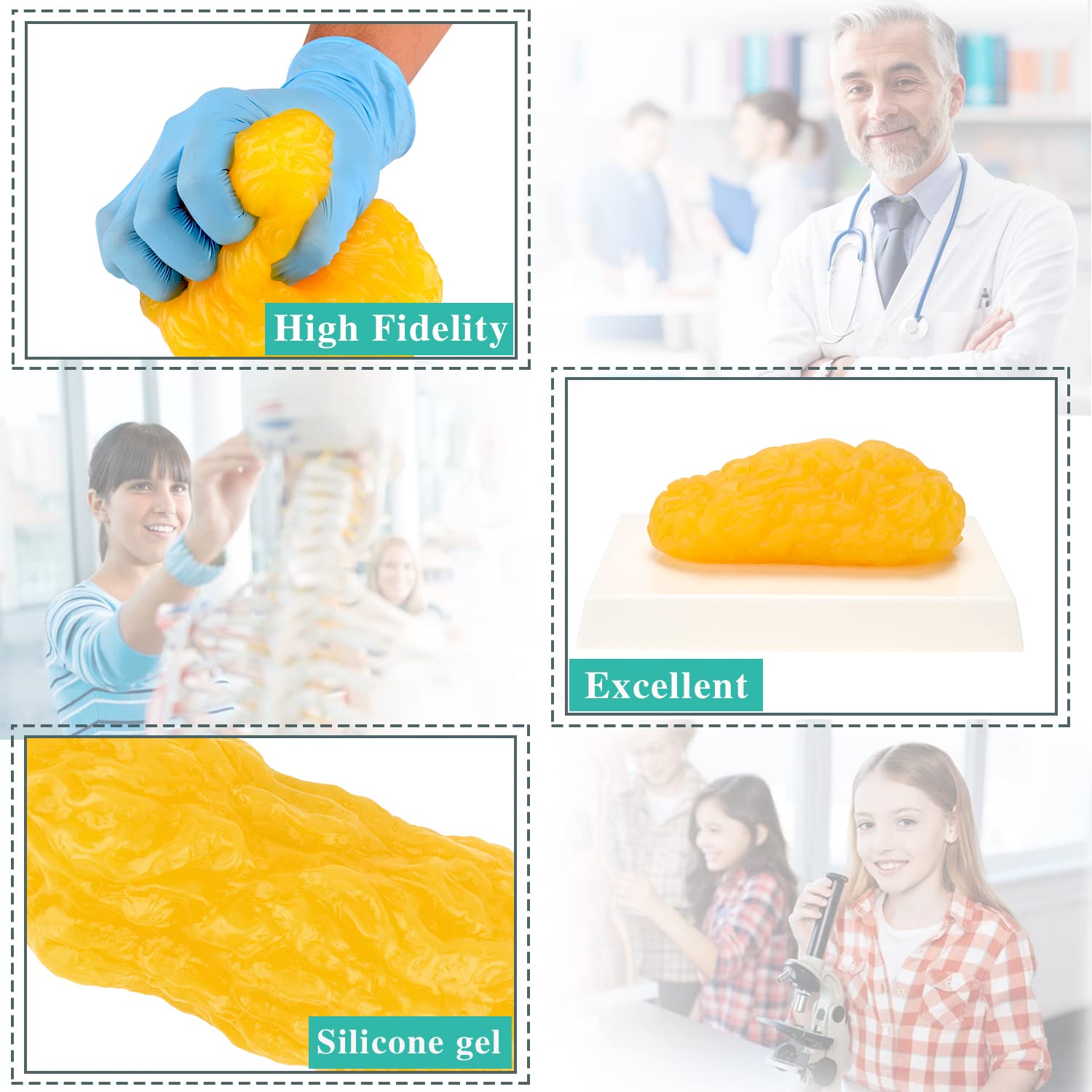 RONTEN 1lb Human Fat Replica in educational setting