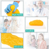 RONTEN 1lb Human Fat Replica in educational setting