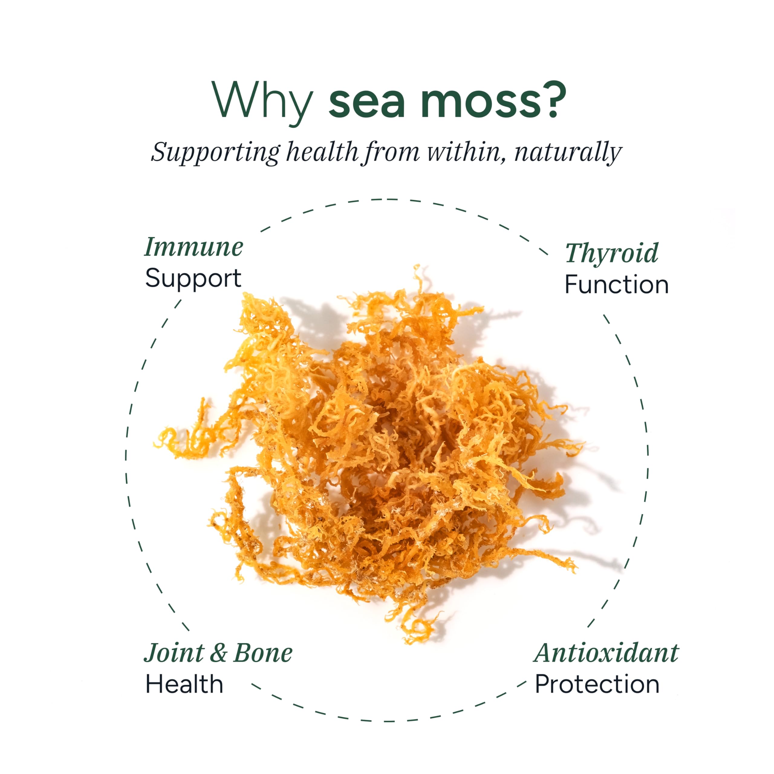 ROOT LABS Sea Moss Gummies ingredients list