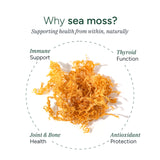 ROOT LABS Sea Moss Gummies ingredients list