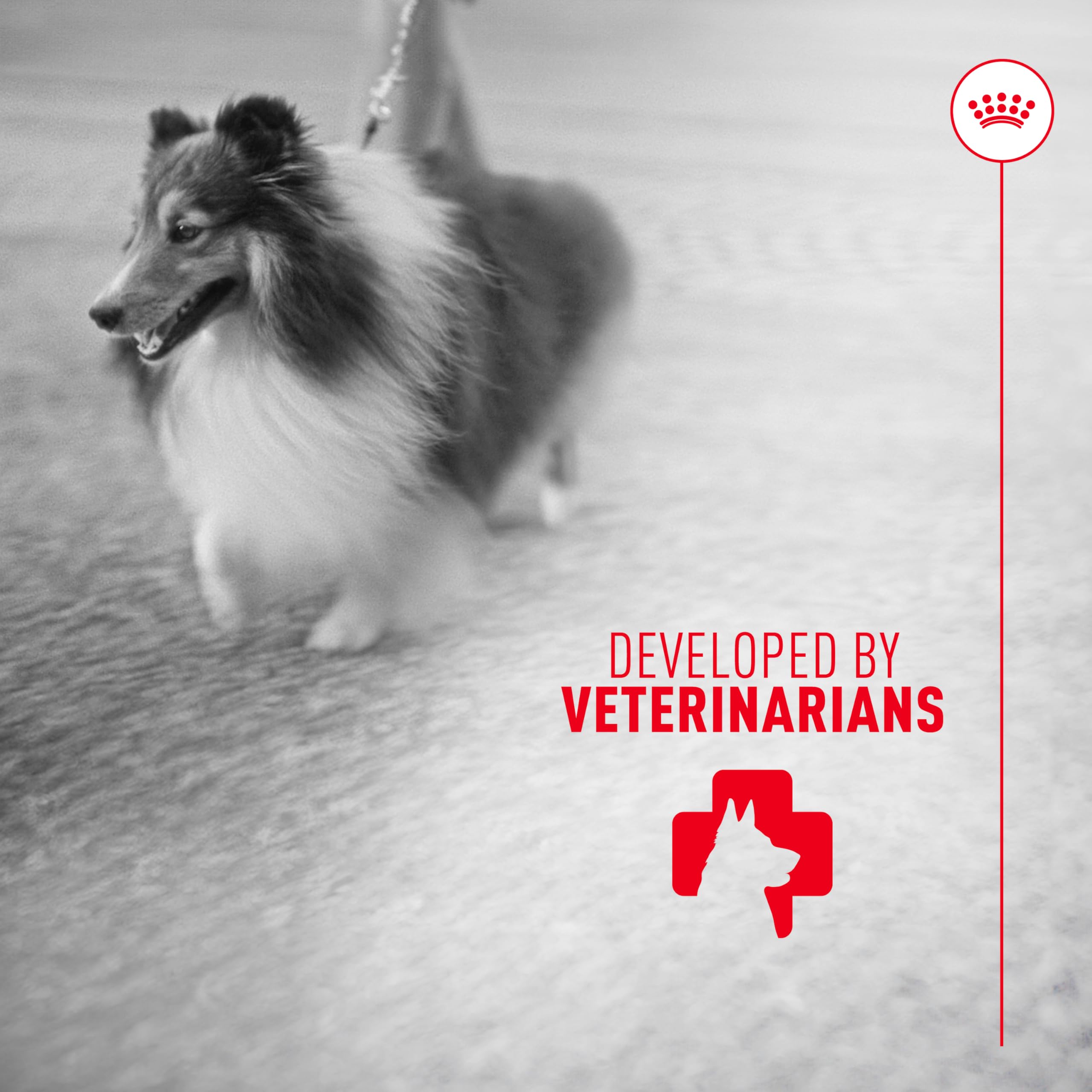 ROYAL CANIN Skin & Coat Health Supplement Soft Chews in a bowl