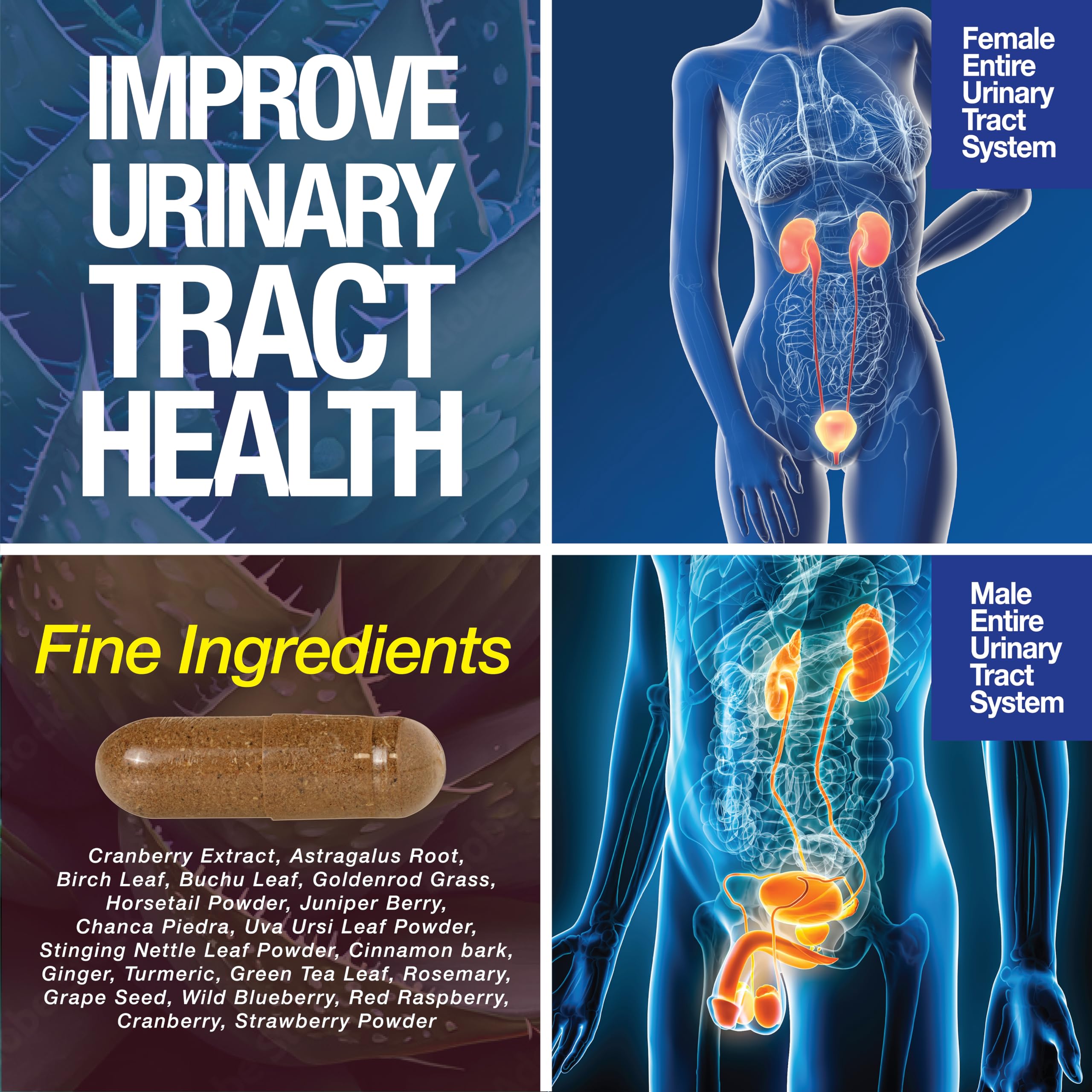 Saint Mingiano Cranberry Kidney Support Capsules ingredients close-up