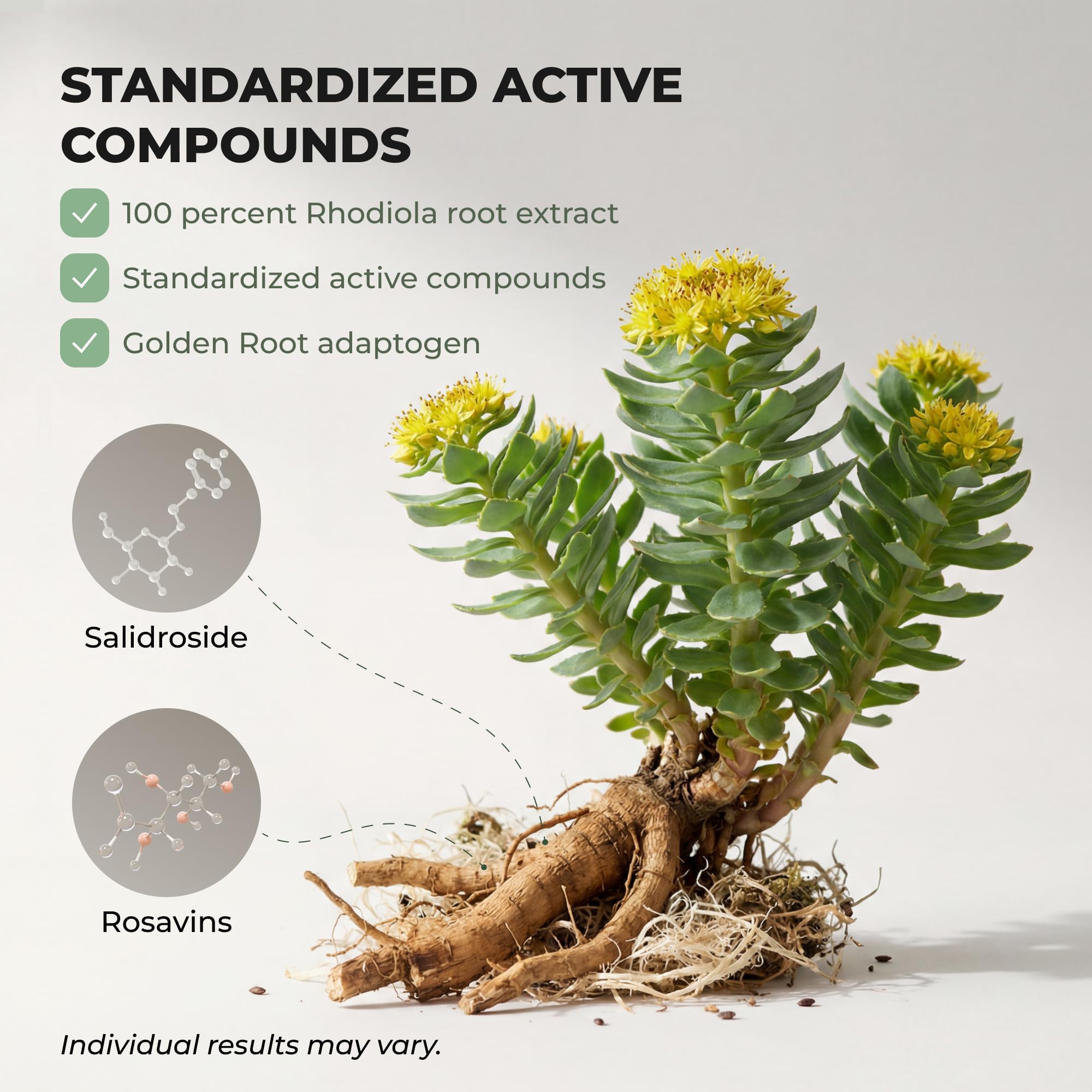 Salvora Rhodiola Rosea Herbal Supplement capsules on wooden table