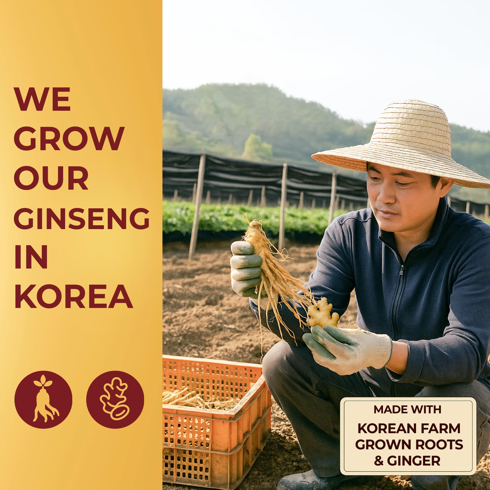 SAMSIDAE Korean Red Ginseng & Ginger Supplement serving suggestion