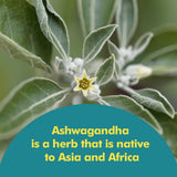 Santo Remedio Ashwagandha Supplement 1000mg packaging
