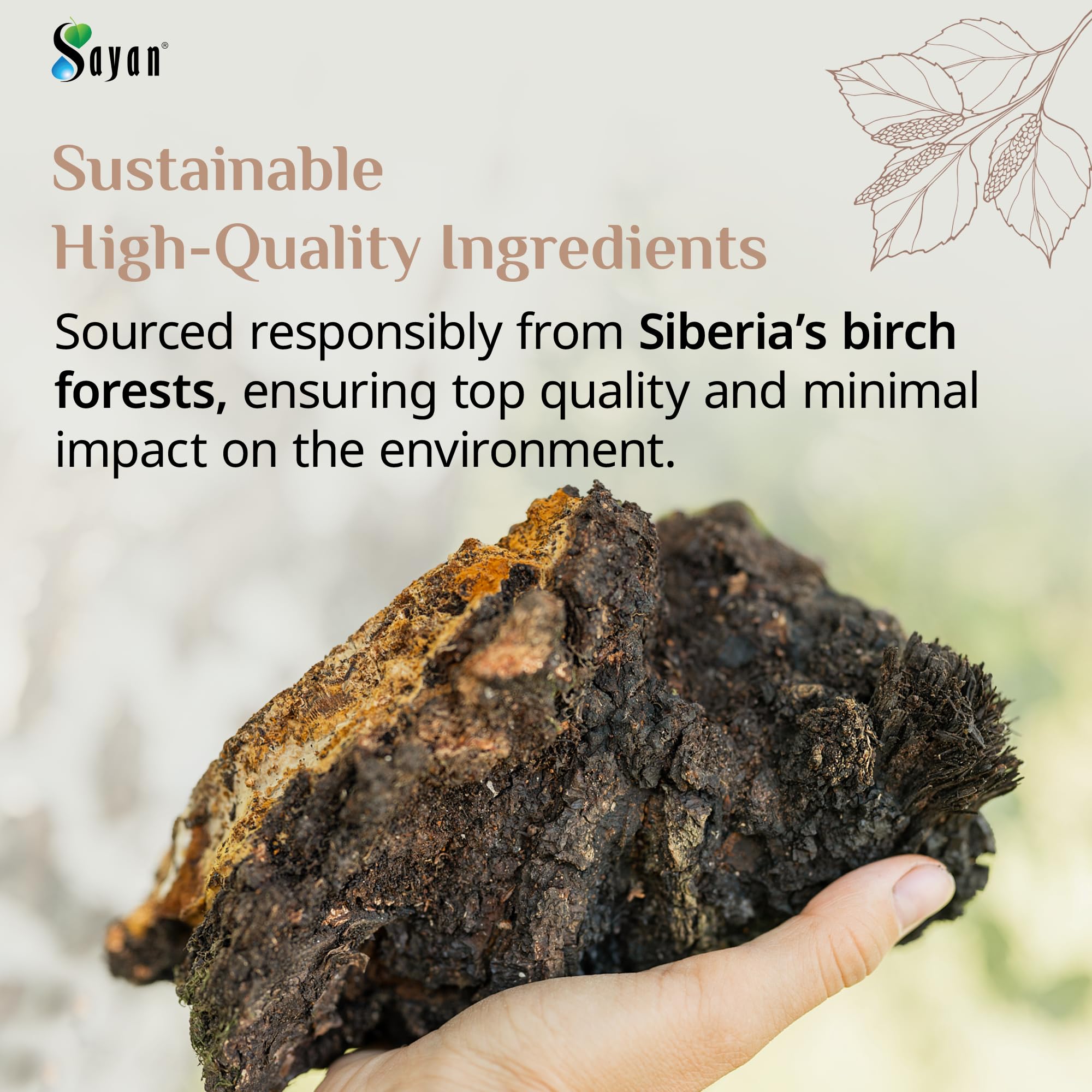 Sayan Chaga Mushroom Extract Powder lifestyle scene