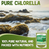 Scoop of XPRS Nutra Chlorella Powder on a wooden spoon