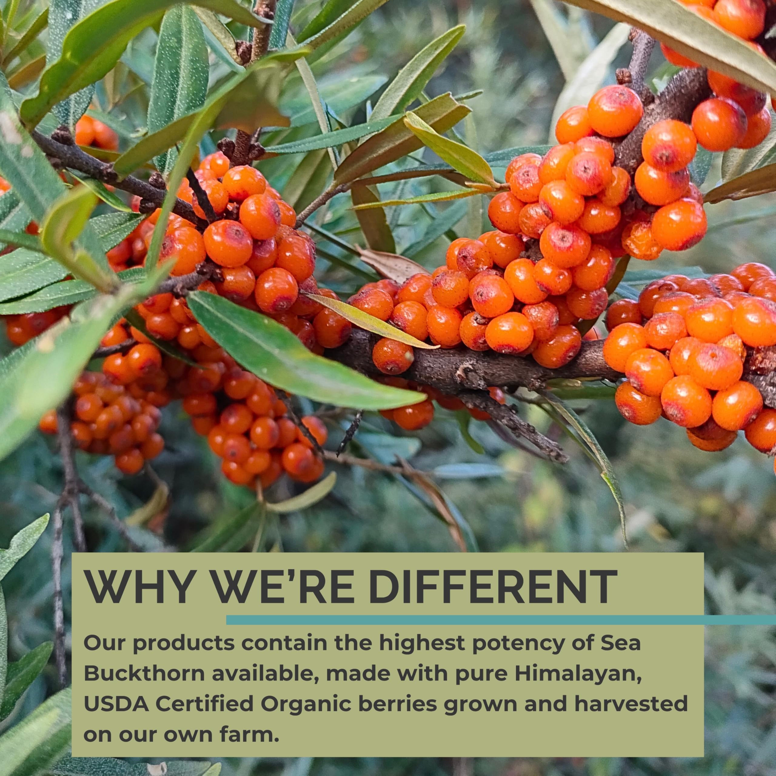 SEABUCKWONDERS Sea Buckthorn Oil Omega 3-6-9 product label close-up