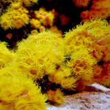 Seachem Reef Advantage Magnesium 300g packaging side view