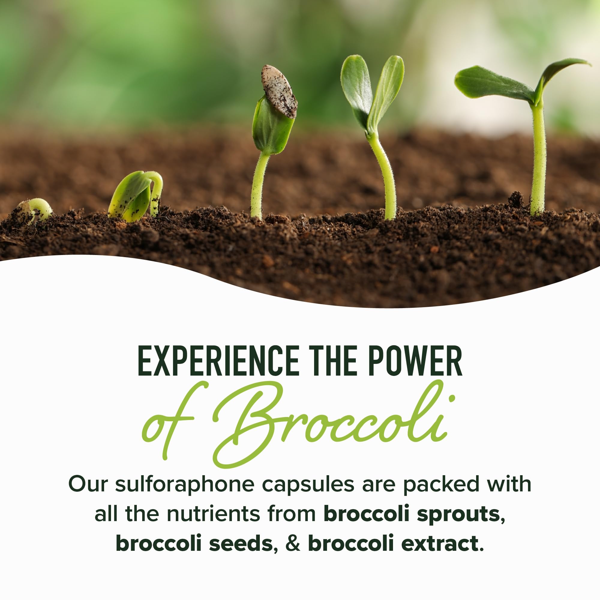 SMNutrition Broccoli Sprout Extract 50MG Activated Sulforaphane capsules