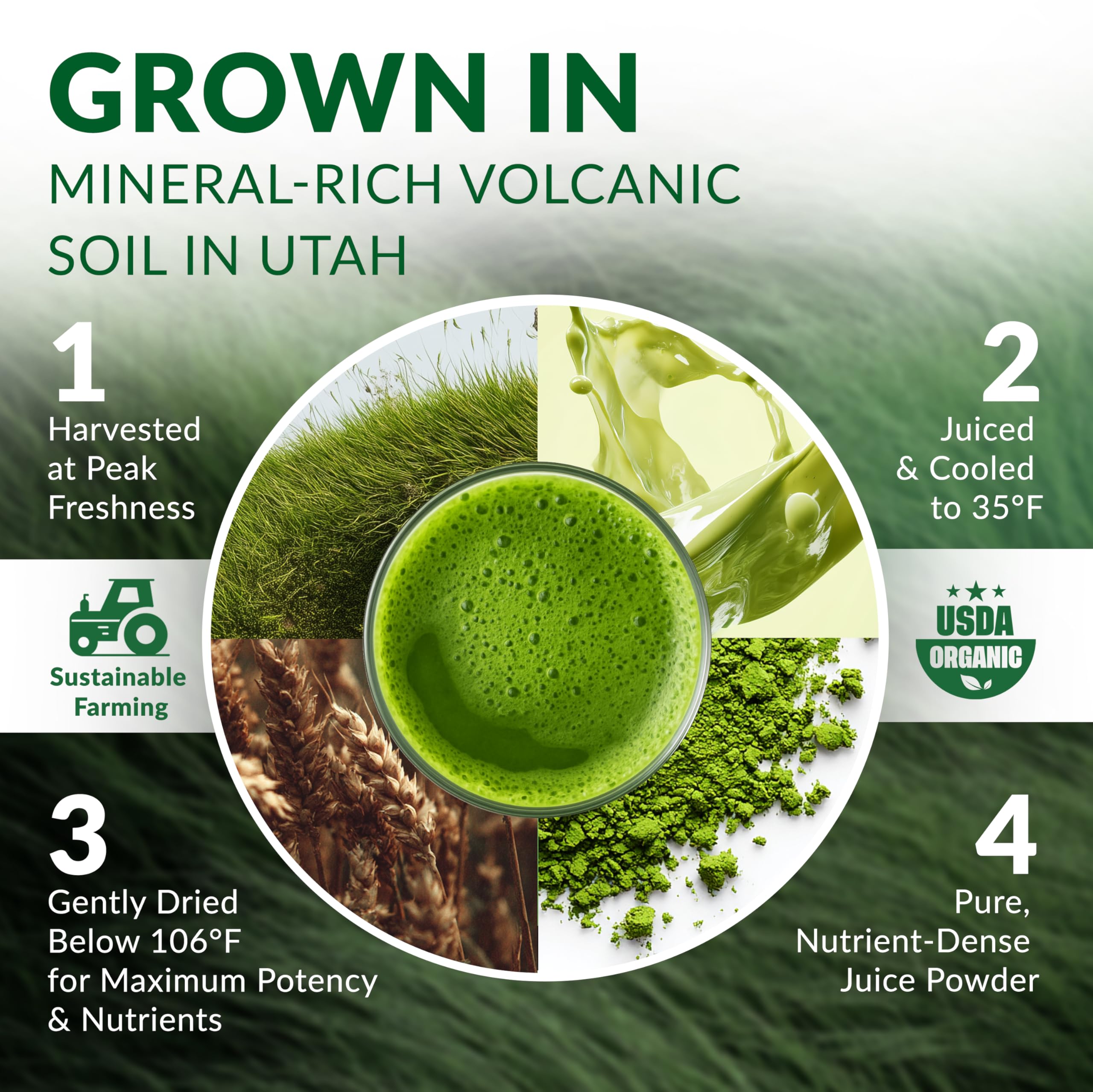 Spoonful of Nautical Elements Organic Wheat Grass Juice Powder